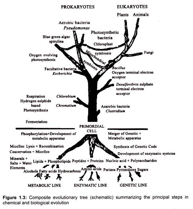 Composite Evolutionary Tree