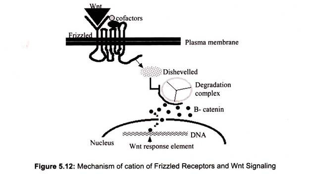 Mechanism of Cation of Frizzled Receptors and Wnt Signalling