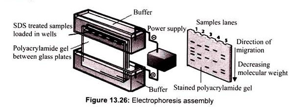 Electrophoresis Assembly