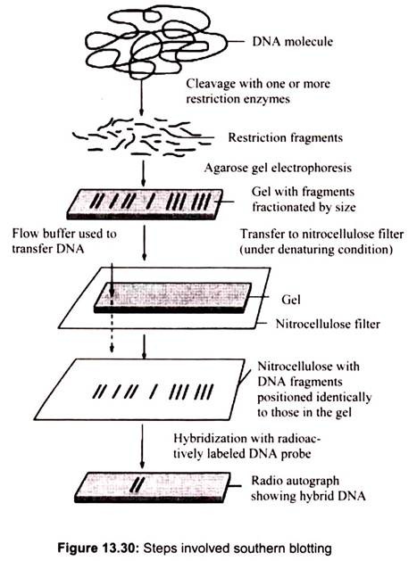 Steps Involved Southern Blotting