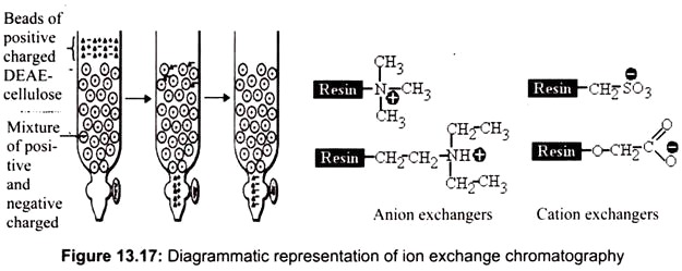 Diagrammatic Representation of Ion Exchange Chromatography