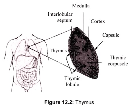 Thymus