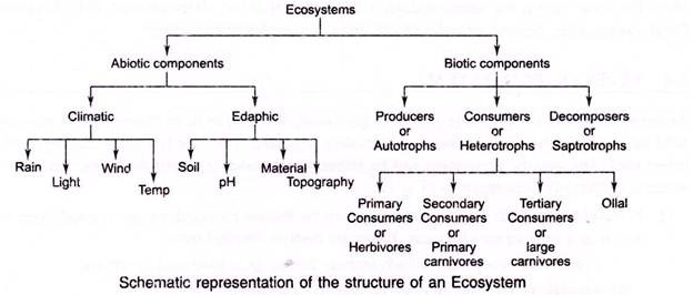 Structure of an Ecosystem