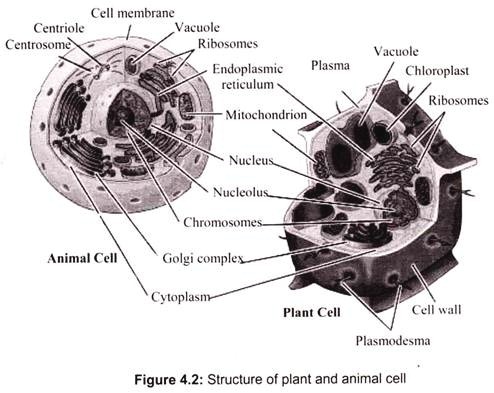 Structure of Plant and Animal Cell