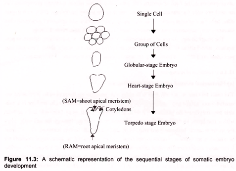A Schematic Representation of the Sequential Stages of Somatic Embryo Development