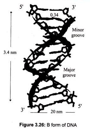 B Form of DNA