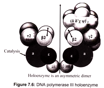 DNA Polymerase III Holoenzyme