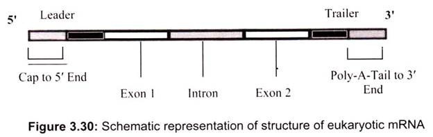 Schematic Representation of Structure of Eukaryotic mRNA