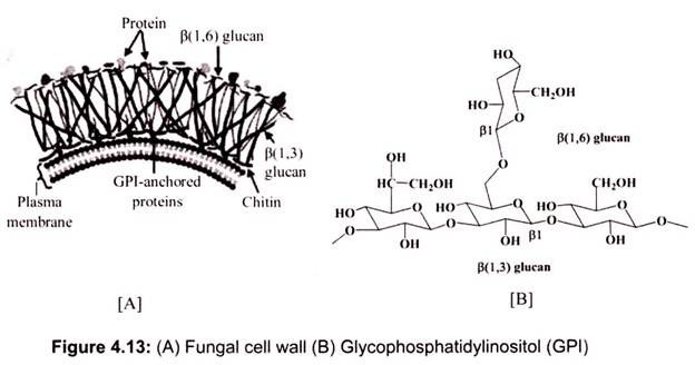 (A) Fungal Cell Wall (B) Glycophosphatidylinositol (GPI)