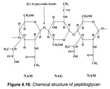 Chemical Structure of Peptidoglycan