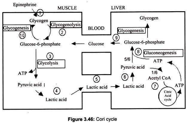 Cori Cycle