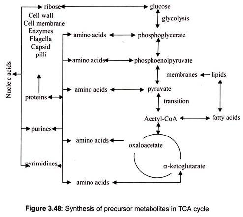 Synthesis of Precursor Metabolites in TCA Cycle