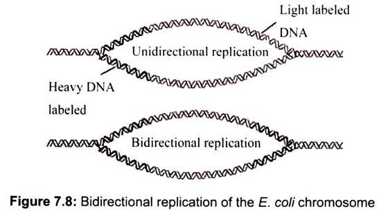 Bidirectional Replication of the E. Coli Chromosome