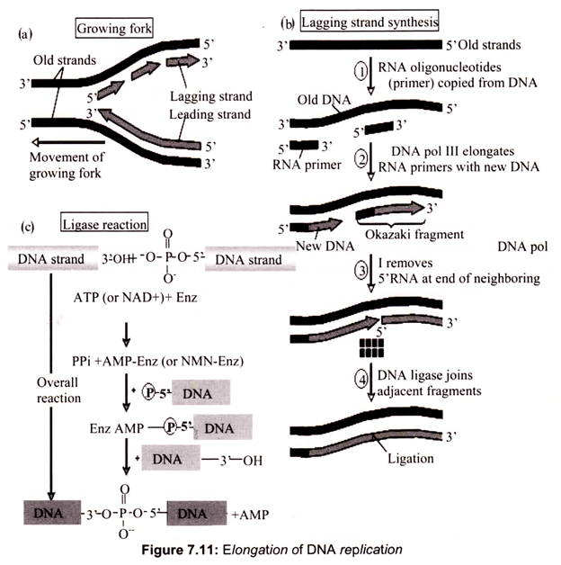 Elongation of DNA Replication