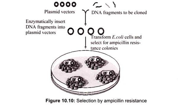 Selection by Ampicillin Resistance