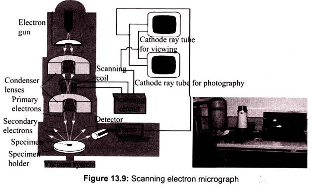 Scanning Electron Micrograph