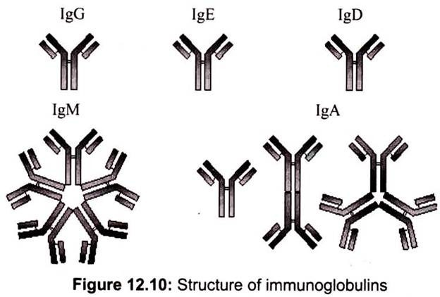 Structure of Immunoglobulins