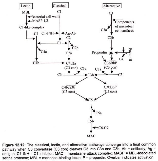 Pathways of Complement Activation