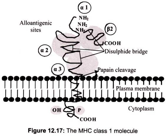 The MHC Class 1 Molecule