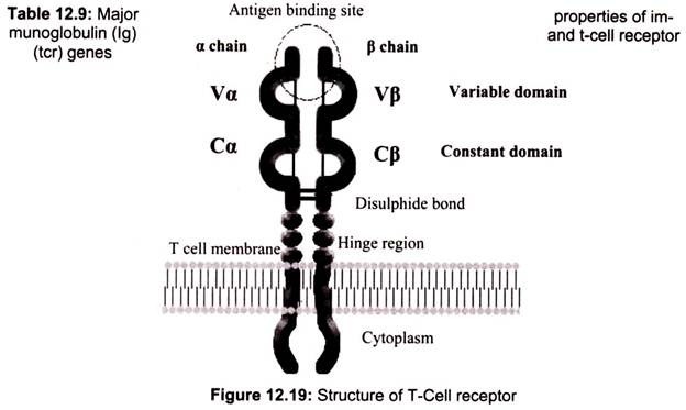Structure of T- Cell Receptor