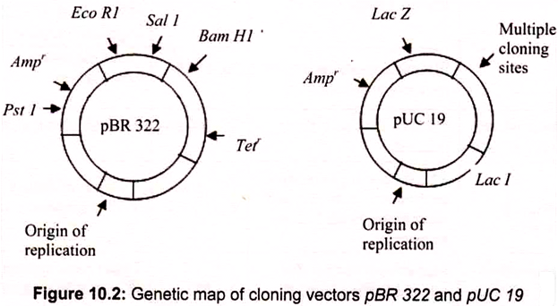 Genetic Map of Cloning Vectors pBR 322 and pUC 19