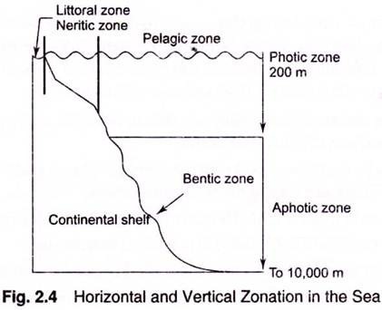 Horizontal and Vertical Zonation in the Sea
