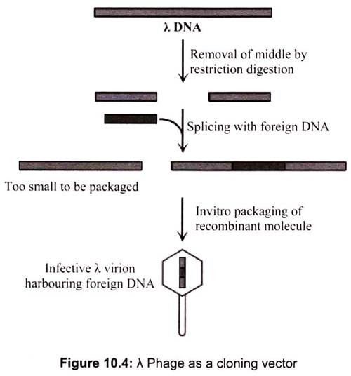 λ Phage as a Cloning Vector