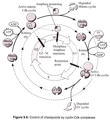 Control of Checkpoints by Cyclin - Cdk Complexes