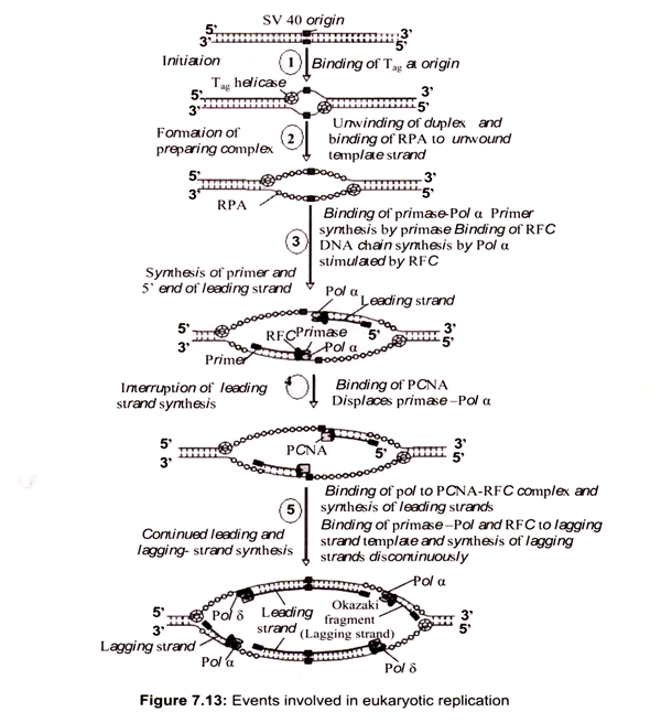 Events Involved in Eukaryotic Replication