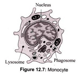 Monocyte