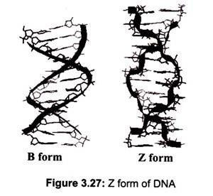 Z Form of DNA