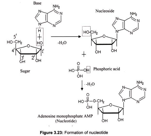 Formation of Nucleotide