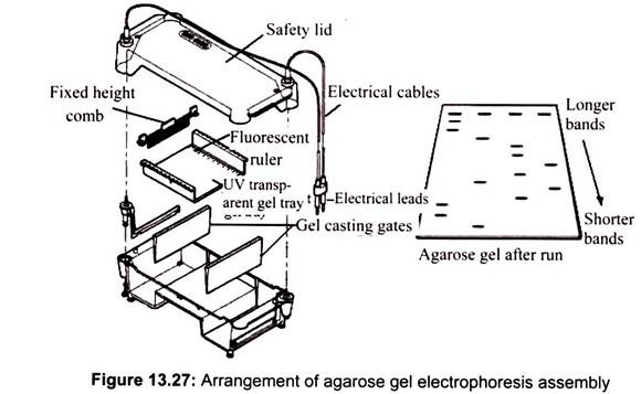 Arrangement of Agarose Gel Electrophoresis Assembly