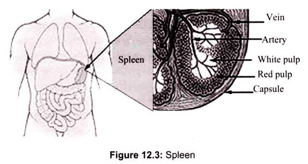 Spleen