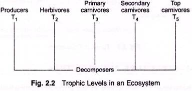 Trophic Levels in an Ecosystem