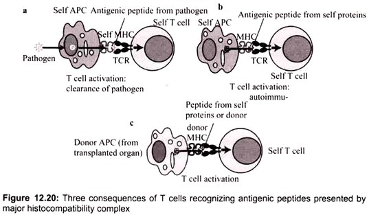Three Consequences of T Cells Recognizing Antigenic Peptides Presented by Major Histocompatibility Complex