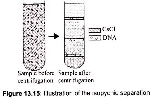 Illustration of the Isopycnic Separation