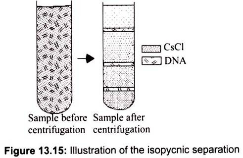 Illustration of the Isopycnic Separation