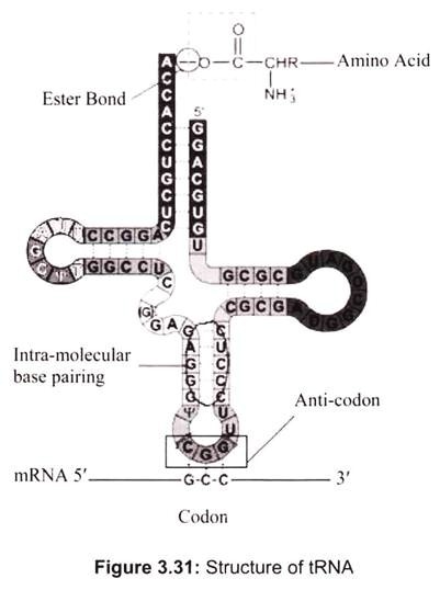 Structure of tRNA