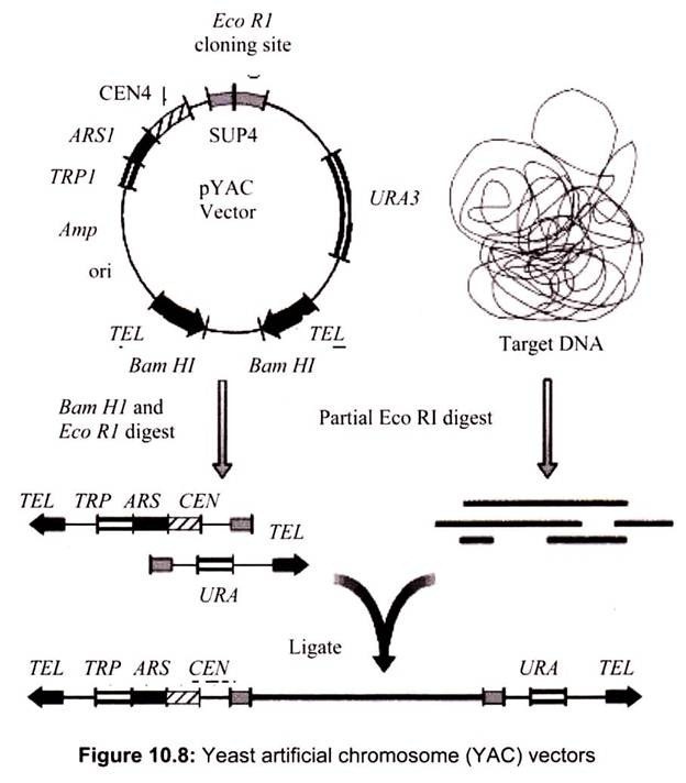 Yeast Artificial Chromosome (YAC) Vectors