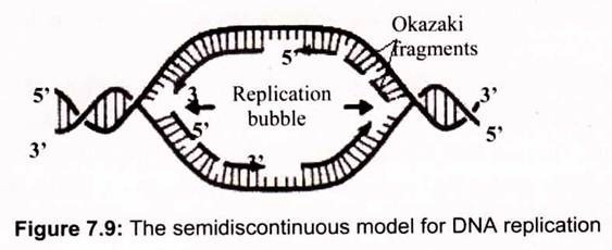 The Semidiscontinuos Model for DNA Replication