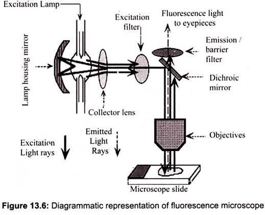 Diagrammatic Representation of Fluorescence Microscope