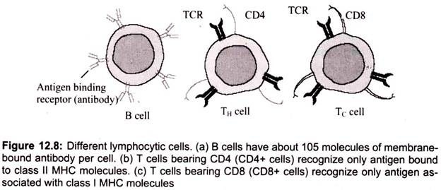 Different Lymphocytic Cells