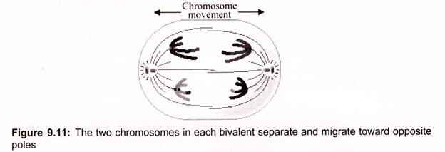 The Two Chromosomes in each Bivalent Separate and Migrate toward Opposite Poles