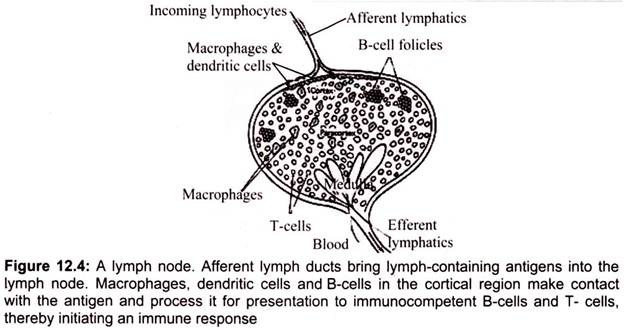 Lymph Node