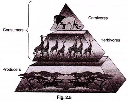 Food Chain