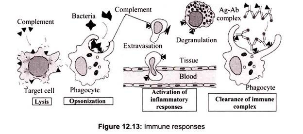 Immune Responses