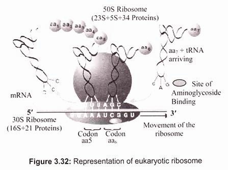 Representation of Eukaryotic Ribosome