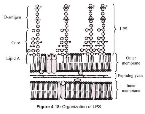 Organization of LPS