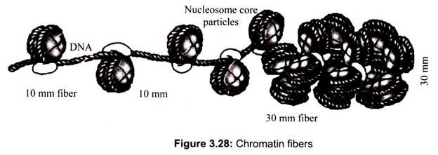 Chromatin Fibers